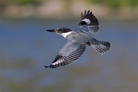 Belted Kingfisher in Flight | A belted kingfisher flying aft… | Flickr