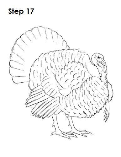 Draw a Turkey 17 | Turkey drawing, Drawings, Animal sketches