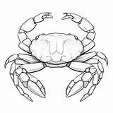 Premium AI Image  Dungeness Crab coloring Cute Angel Flat sketch template