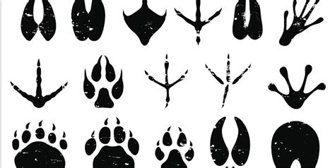 Identify Animal Tracks In Your Backyard & Beyond... | Childhood By Nature