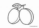 Plum Coloring Clipart Color Pages Prune Template Tree Clipground Sketch  sketch template