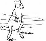 Baby Kangaroo With Mother coloring Page  Free Printable Coloring Pages sketch template
