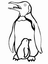 King Penguin Coloring Page At GetDrawings  Free Download sketch template