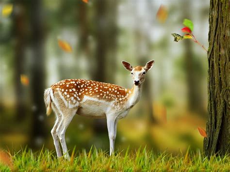 1920x1080px, 1080P free download | Deer and Butterfly, spotted, calm, leaves, quiet, dear ...