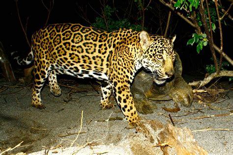 Wild Cam: Female jaguars avoid trails—probably to save cubs from males ...