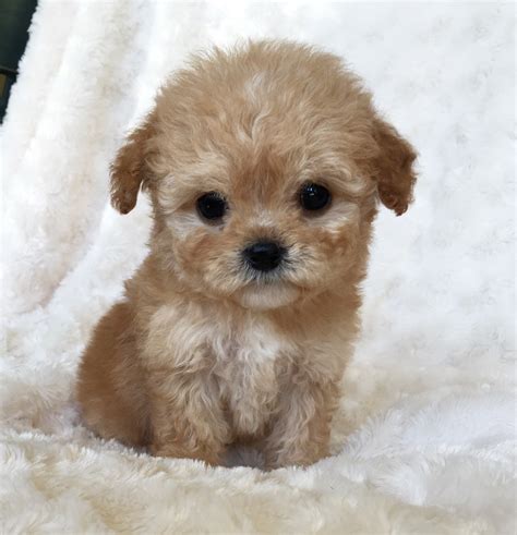 Morkie Puppy Pictures! Happy | iHeartTeacups