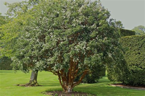 Luma apiculata – Ballyrobert Gardens