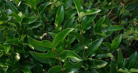 Ligustrum ‘Recurvifolium’ | Gossett's Landscape Nursery