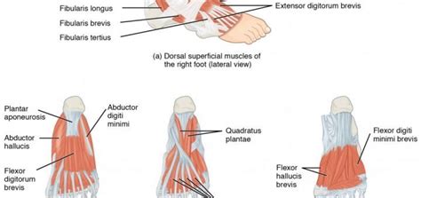 Plantar aponeurosis function | Science online