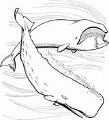 Whale Coloring Pages sketch template