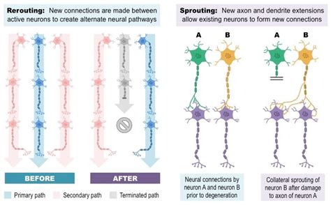 What is Neuroplasticity? Definition & FAQs | EMOTIV