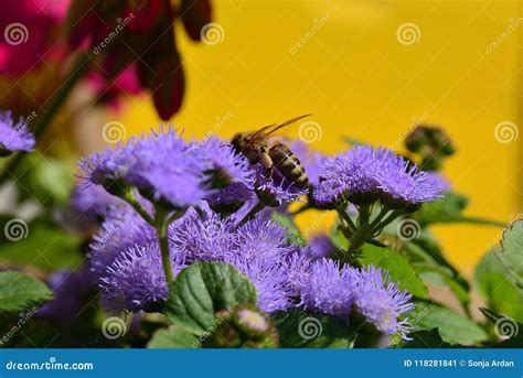 Honey Bee on a Purple Flower Close-ap Stock Image - Image of yellow, maynn: 118281841