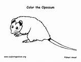 Opossum Coloring Page sketch template