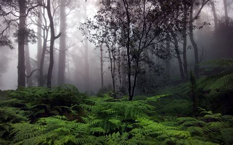 10 Top Hd Rain Forest Wallpaper FULL HD 1080p For PC Background 2023