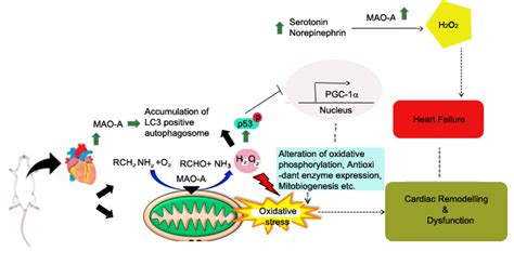 Role of Monoamine Oxidase A (MAO-A) in Cardiac Aging