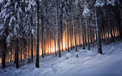 nature, Trees, Sunlight, Winter, Snow, Forest, Pine Trees, Landscape ...