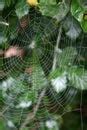 Free Stock Photo 2797-spider web dew | freeimageslive