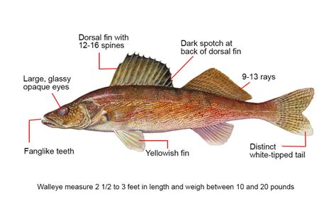 Walleye Fishing Guide | How to Catch a Walleye