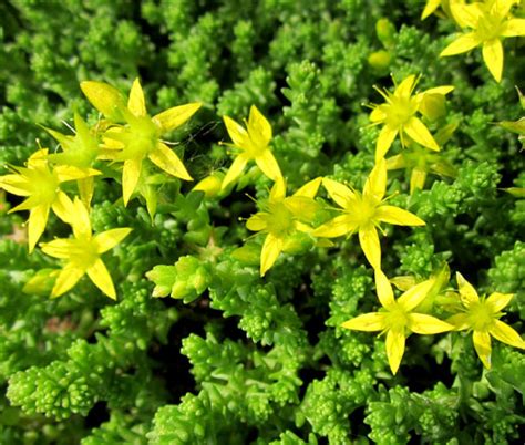 Goldmoss Stonecrop Seeds - Sedum Acre