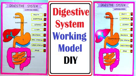 human digestive working model science project exhibition using led lights and switches - DIY ...