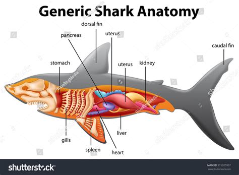 Generic Shark Anatomy Chart Illustration Stock Vector 315025907 ...