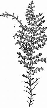 Leafy Liverwort  ClipArt ETC sketch template