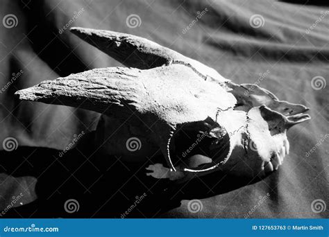 Weathered Goat Skull In Black And White Stock Image - Image of dslr ...