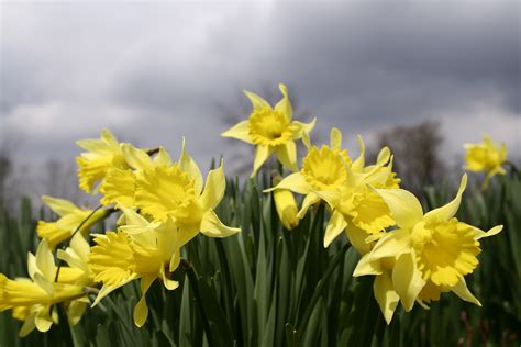 Daffodil Spring Sky | Flowers| Free Nature Pictures by ForestWander Nature Photography