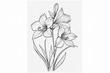 Amaryllis Flower Coloring Page Graphic By Forhadx5 · Creative Fabrica sketch template