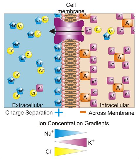 Cell Membrane Potential and Ion Balance | USMLE-Rx