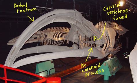 Fossil Friday - more on Mystic the whale — Western Science Center