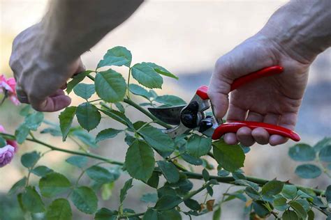 Why Do Cuttings Turn Black? Exploring The Mystery