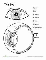 Awesome Anatomy Eye See  coloring Pages Life Science sketch template