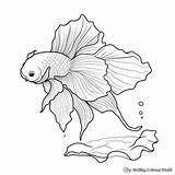 Betta Fish Coloring Pages  Free & Printable sketch template