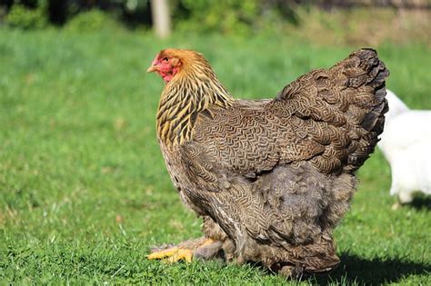 Brahma Chicken: The Definitive Breed Guide - Know Your Chickens