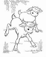 Goat Coloring Page Free Printable Pages Images sketch template