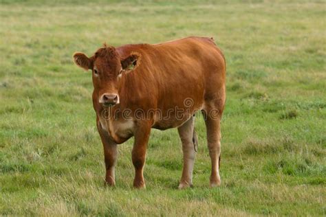 Brown Gelbvieh Calf stock image. Image of field, steak - 26110029