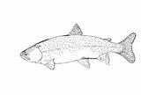 Trout Coloring Pages  Learny Kids sketch template