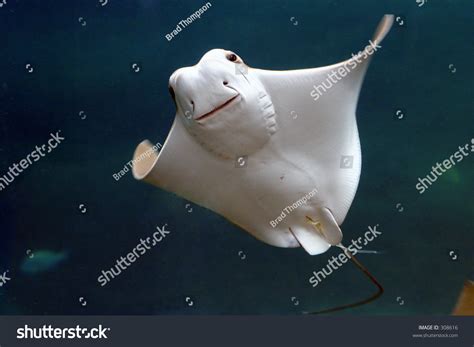 Smiling Stingray Stock Photo 308616 : Shutterstock