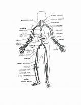 Human Body Organs Coloring Pages At GetColoringscom  Free Printable sketch template