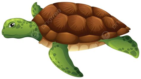 Green Sea Turtle White Background Aquatic Drawing Cartoon Vector, Aquatic, Drawing, Cartoon PNG ...