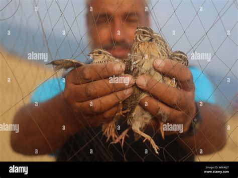 Gaza. 14th Sep, 2019. A Palestinian displays migrant quails on the beach in southern Gaza Strip ...