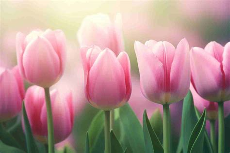 Ý nghĩa hoa tulip hồng, hoa tulip hồng giá bao nhiêu?