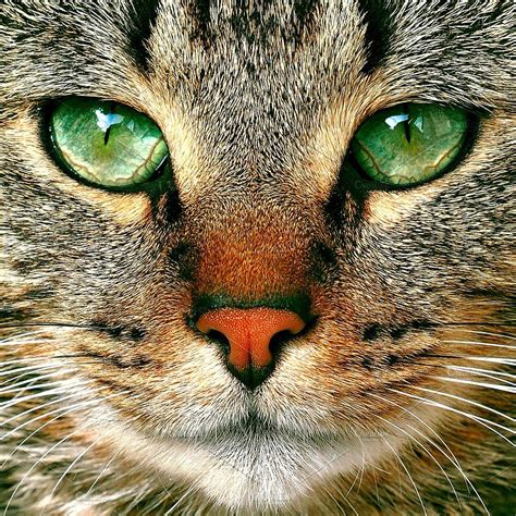 tabby cat potrait with green eyes | Beautiful cats, Tabby cat, Cats