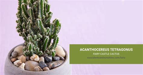 Acanthocereus tetragonus "Fairy Castle Cactus" | Succulents and Sunshine