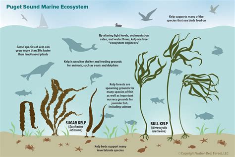 The Ecosystem — Vashon Kelp Forest