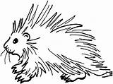 Porcupine Coloring Pages For All Ages  Educative Printable sketch template