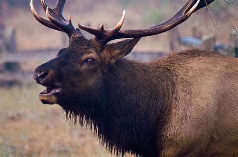 Karuk traditional ecological knowledge enhances elk habitat in Northern ...