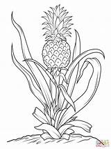 Pineapple Tree coloring Page  Free Printable Coloring Pages sketch template