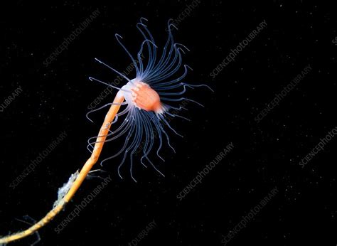 Hydrozoan - Stock Image - C004/3785 - Science Photo Library